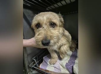 Pongo ein Engel auf vier Pfoten