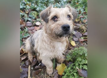 Pongo ein Engel auf vier Pfoten