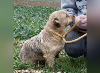 Pongo ein Engel auf vier Pfoten