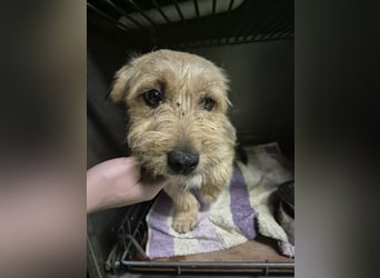 Pongo ein Engel auf vier Pfoten