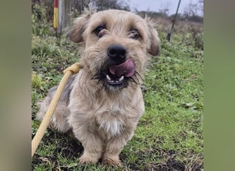 Pongo ein Engel auf vier Pfoten