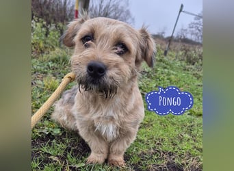 Pongo ein Engel auf vier Pfoten