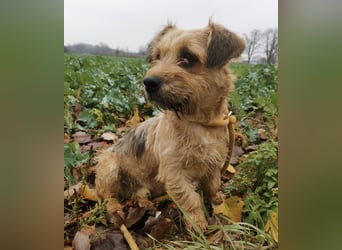 Pongo ein Engel auf vier Pfoten