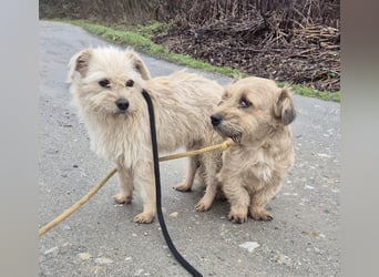 Pongo ein Engel auf vier Pfoten