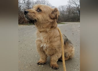 Pongo ein Engel auf vier Pfoten