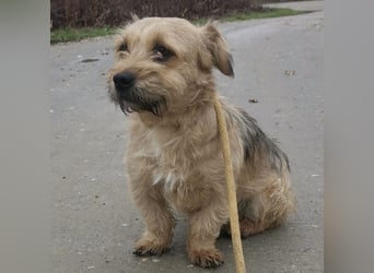 Pongo ein Engel auf vier Pfoten