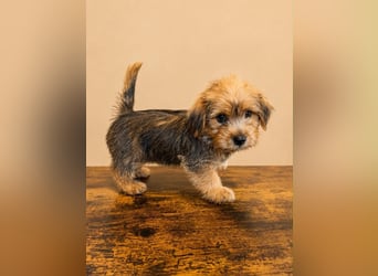 Norfolk Terrier Welpen aus der Zucht VILMHOF FCI