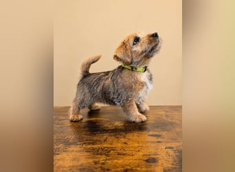 Norfolk Terrier Welpen aus der Zucht VILMHOF FCI