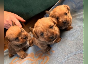 Norfolk Terrier Welpen aus der Zucht VILMHOF FCI