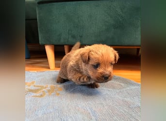 Norfolk Terrier Welpen aus der Zucht VILMHOF FCI