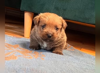 Norfolk Terrier Welpen aus der Zucht VILMHOF FCI