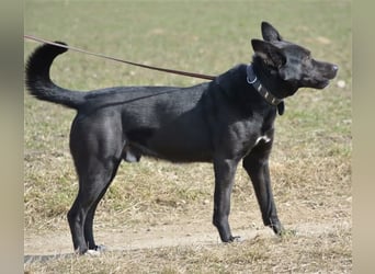 Karus - Toller, aktiver und selbstbewusster Rüde,  ca. 2019 geboren