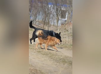 Karus - Toller, aktiver und selbstbewusster Rüde,  ca. 2019 geboren