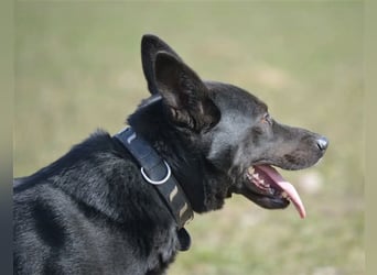 Karus - Toller, aktiver und selbstbewusster Rüde,  ca. 2019 geboren