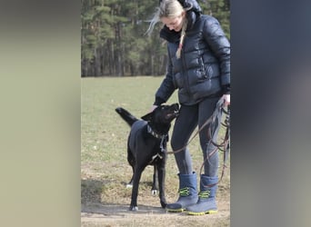 Karus - Toller, aktiver und selbstbewusster Rüde,  ca. 2019 geboren