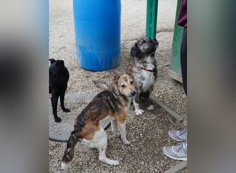 Simon VA, aufgeschlossen, neugierig