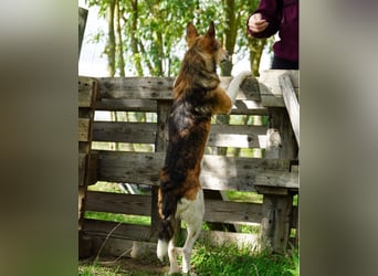 Simon VA, aufgeschlossen, neugierig