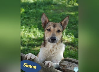 Simon VA, aufgeschlossen, neugierig