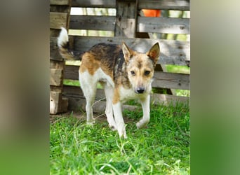 Simon VA, aufgeschlossen, neugierig