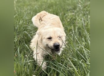 Fritz ein ganz toller kleiner Bub