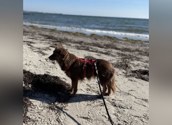 CSILLI SUCHT IHR TRAUMZUHAUSE