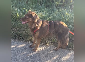 CSILLI SUCHT IHR TRAUMZUHAUSE