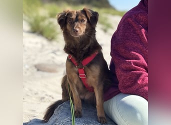 CSILLI SUCHT IHR TRAUMZUHAUSE