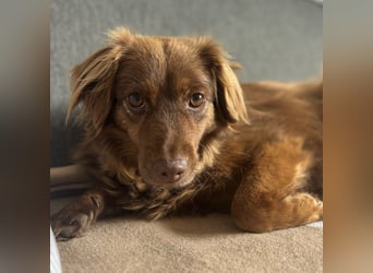 CSILLI SUCHT IHR TRAUMZUHAUSE