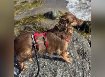 CSILLI SUCHT IHR TRAUMZUHAUSE