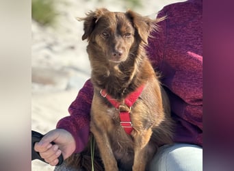 CSILLI SUCHT IHR TRAUMZUHAUSE