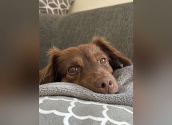 CSILLI SUCHT IHR TRAUMZUHAUSE