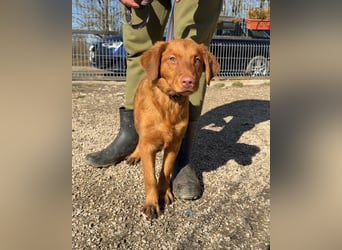 LÓTUSZ (VA) – junges Hundemädchen sucht liebevolle Zweibeiner, die sie durchs Leben begleiten.