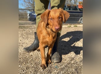 LÓTUSZ (VA) – junges Hundemädchen sucht liebevolle Zweibeiner, die sie durchs Leben begleiten.