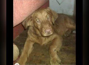 LÓTUSZ (VA) – junges Hundemädchen sucht liebevolle Zweibeiner, die sie durchs Leben begleiten.