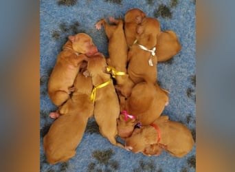 Sehr schone Nova Scotia Duck Tolling Retriever Welpen ab zu geben