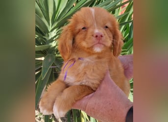 Sehr schone Nova Scotia Duck Tolling Retriever Welpen ab zu geben