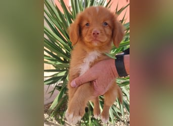 Sehr schone Nova Scotia Duck Tolling Retriever Welpen ab zu geben