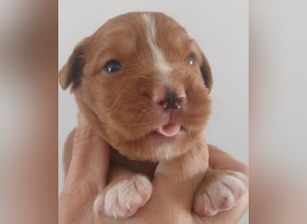 Sehr schone Nova Scotia Duck Tolling Retriever Welpen ab zu geben