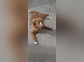 Sehr schone Nova Scotia Duck Tolling Retriever Welpen ab zu geben