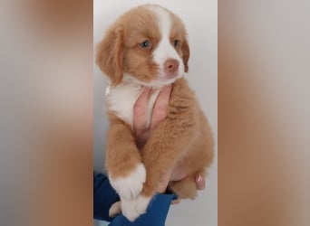 Sehr schone Nova Scotia Duck Tolling Retriever Welpen ab zu geben