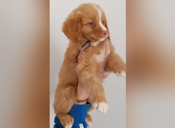 Sehr schone Nova Scotia Duck Tolling Retriever Welpen ab zu geben
