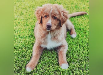 Wir erwarten bildhübsche Nova Scottia Duck Tolling Retriever