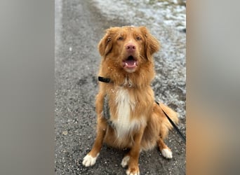 Wir erwarten bildhübsche Nova Scottia Duck Tolling Retriever