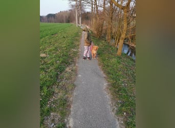 Wir erwarten bildhübsche Nova Scottia Duck Tolling Retriever