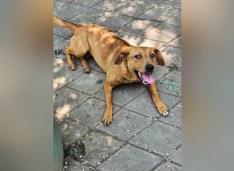 SHARAI - gerettet von der Straße nahe Slatina