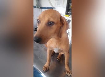 SHARAI - gerettet von der Straße nahe Slatina