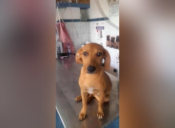 SHARAI - gerettet von der Straße nahe Slatina