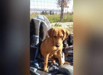 SHARAI - gerettet von der Straße nahe Slatina