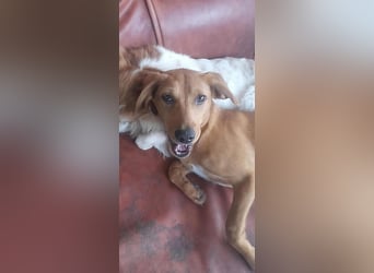 SHARAI - gerettet von der Straße nahe Slatina