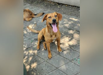 SHARAI - gerettet von der Straße nahe Slatina